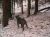 270107wildcheck1.jpg