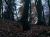 wald4warten.jpg