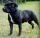 stafbull.jpg